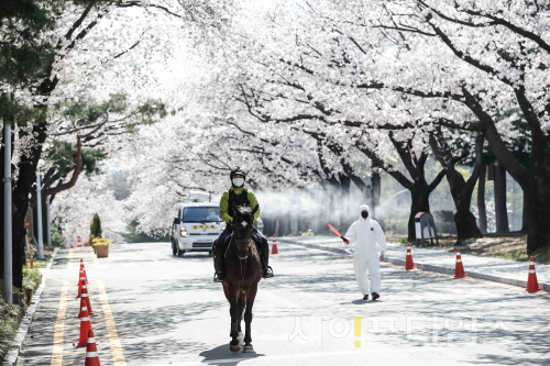▲  마사회는 서울경마공원 벚꽃길 방역작업을 위해 출입 통제를 하고 있다.ⓒ 한국마사회