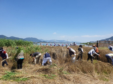 ▲부산 북구가 화명생태공원에서 밀을 수확하고 있다. ⓒ 부산북구