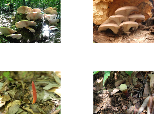 ▲ 혼돈하기 쉬운 독버섯. 화경솔밭버섯(왼쪽)과 느타리버섯, 붉은사슴뿔버섯(왼쪽)과 영지버섯.  ⓒ 농촌진흥청