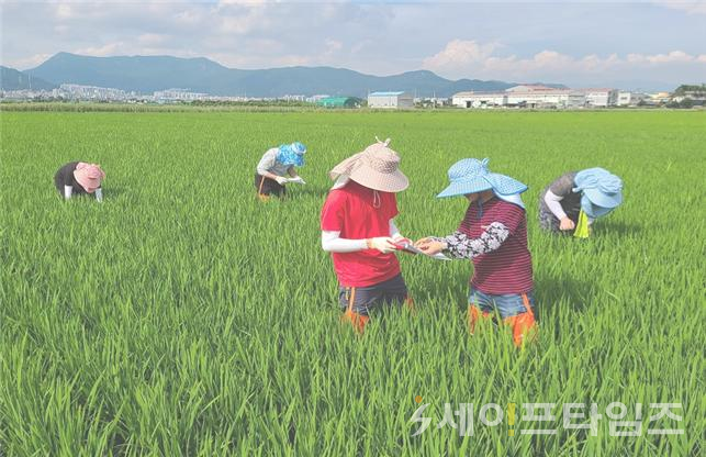 ▲ 부산지역 병해충 발생이 예년보다 빨라 초기 방재가 시급한것으로 나타났다.  ⓒ 부산시