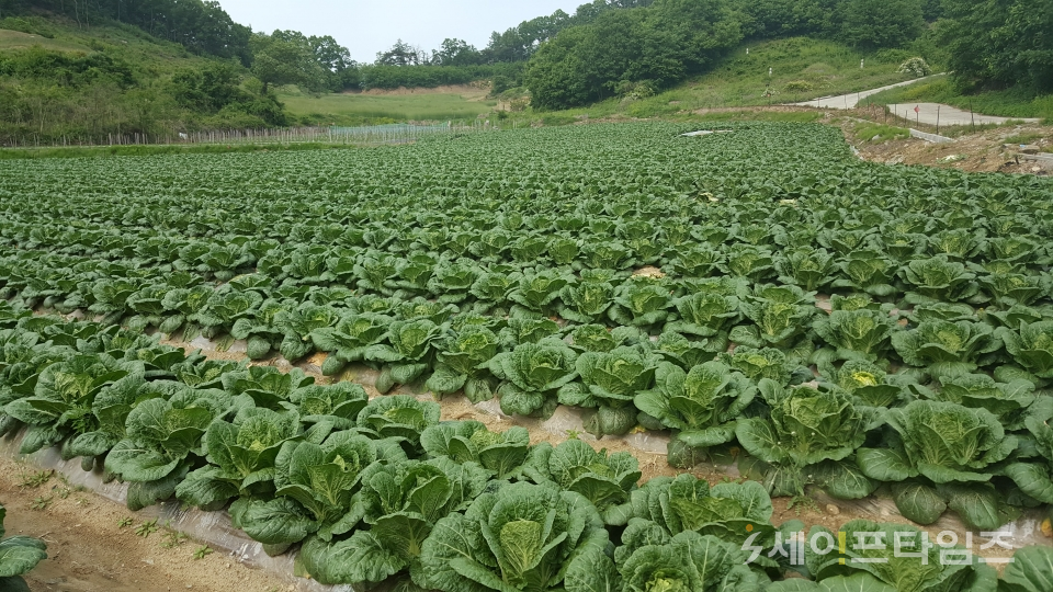 ▲ 충북 괴산군 절임배추 재배 농장. ⓒ 괴산군농업기술센터