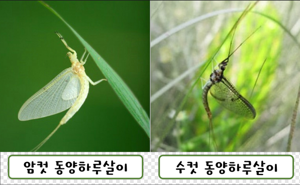 ▲ 동양하루살이 암컷, 수컷 모습 ⓒ 하남시청 공식 블로거