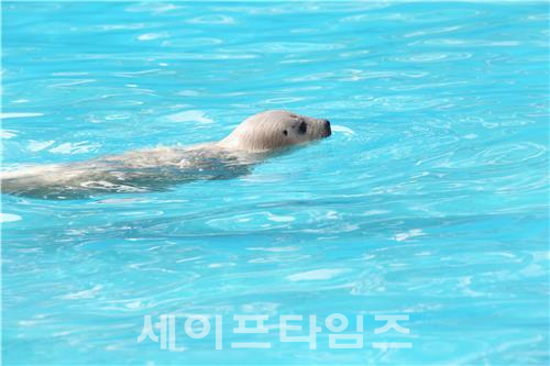 ▲ 서울대공원 동물원에서 점박이물범이 수영을 하고 있다. ⓒ 세이프타임즈DB