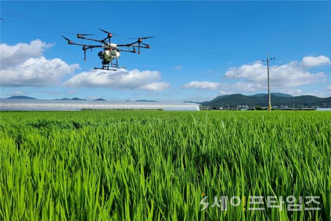 ▲ 드론이 벼가 익어가는 논에 병해충 방제작업을 하고 있다. ⓒ 부산시