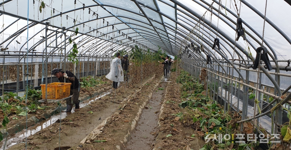 ▲ 26일 자원봉사자들이 폭우로 피해 입은 농작물을 정리하고 있다. ⓒ 충남자원봉사센터