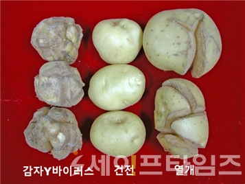 ▲ 감자바이러스 감염 유무 감자 비교. ⓒ 농촌진흥청