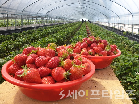 ▲ 농장에서 재배된 딸기. ⓒ 전남도