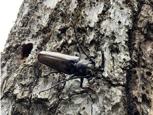 ▲ 멸종위기 1급 장수하늘소의 수컷이다. ⓒ 환경부