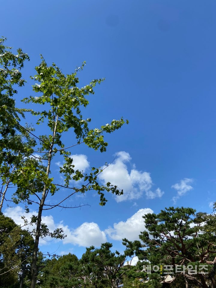 ▲ 서울 어린이대공원의 아름다운 나무와 하늘의 조화. ⓒ 이찬우 기자