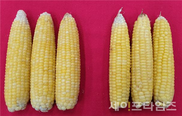 ▲ 이번달 초에 재배한 단옥수수 이삭 '고당옥'(왼쪽)과 '고당옥1호'. ⓒ 농촌진흥청