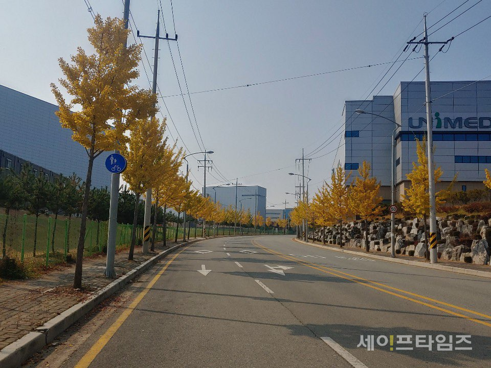 ▲ 충북 청주의 거리에 있는 은행잎이 노랗게 물들었다. ⓒ 강보경 기자