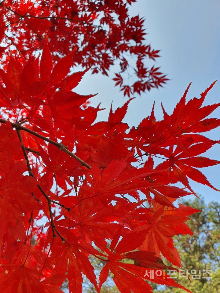 ▲ 31일 남이섬의 빨간 낙엽과 푸른 하늘이 아름다운 조화를 만들어내고 있다. ⓒ 문대영 기자