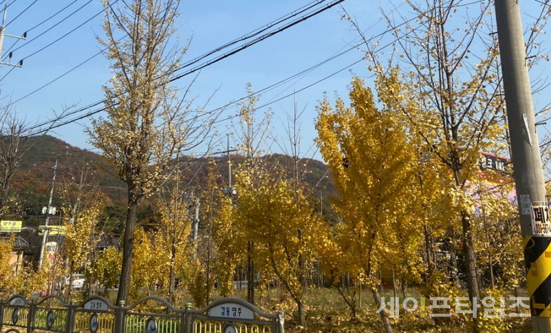 ▲ 추운가을 낙엽으로 뒤덮인 길가. ⓒ 이찬우 기자