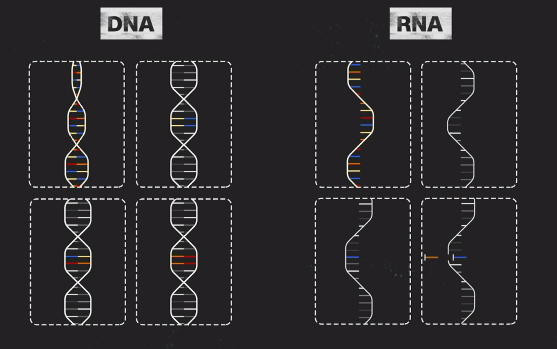 ▲ 코로나 변이 바이러스의 RNA 모형 ⓒ CNN Health