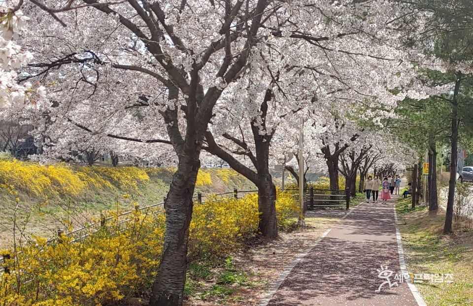 ▲ 1일 대전 유성구 하기동 죽전교에 직장인들이 벚꽃길을 걸고 있다. ⓒ 오선이 기자