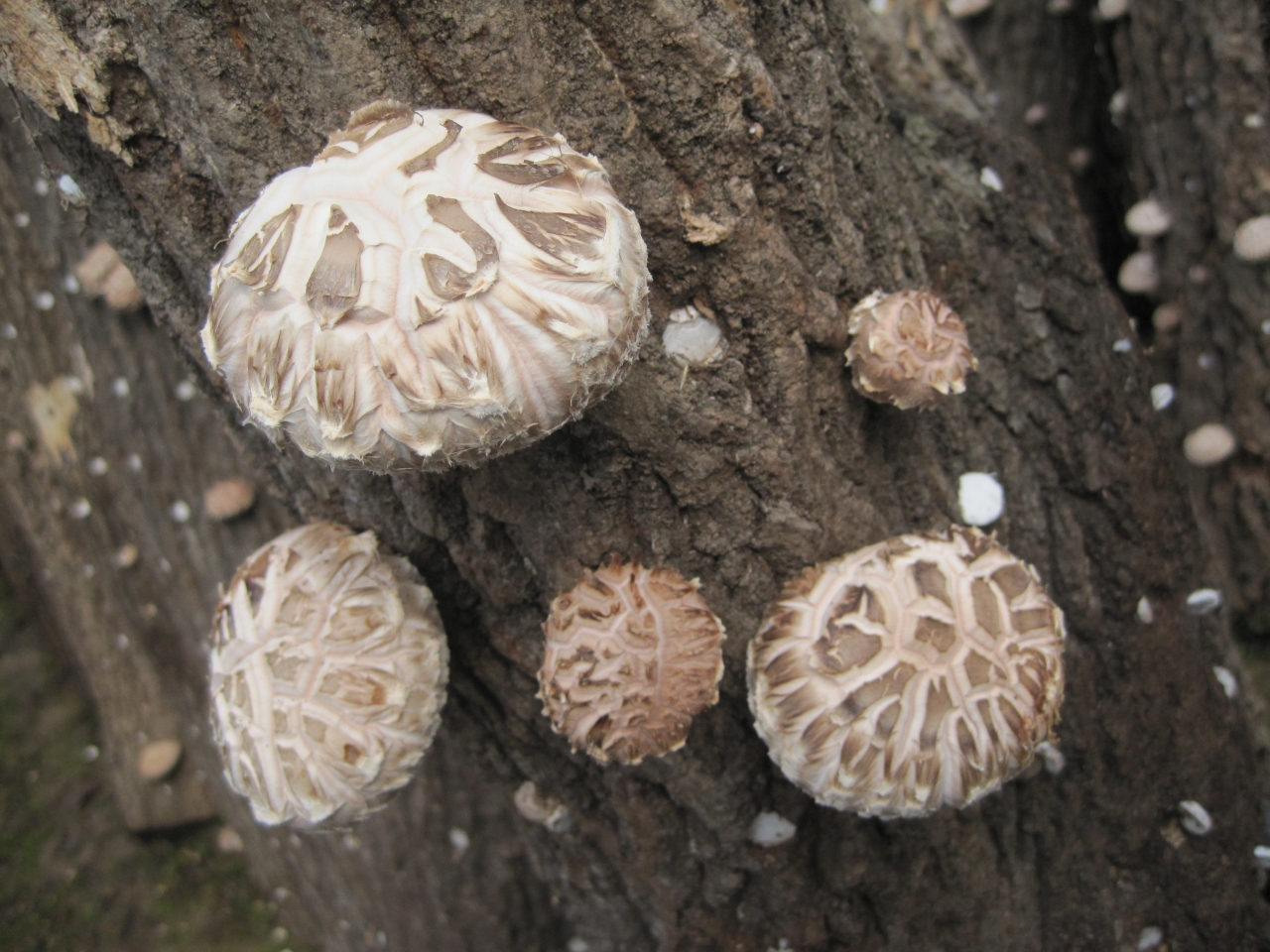 ▲ 국산 표고버섯 보급 품종 '백화향' ⓒ 산림청