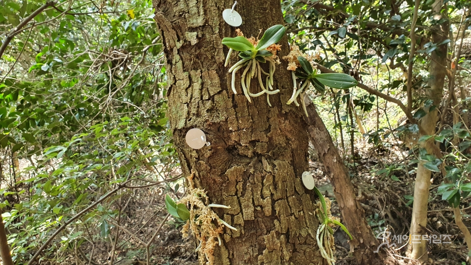 ▲ 나무에 이식된 나도풍란 ⓒ 국립생태원