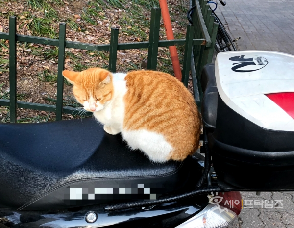 ▲ 서울 양천구에 한 길고양이가 오토바이에 앉아있다. ⓒ 신승민 기자