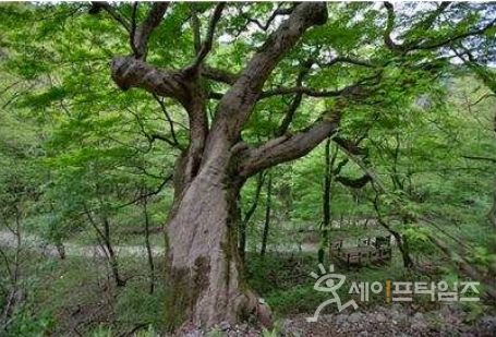 ▲ 정읍 내장산 단풍나무 ⓒ 문화재청