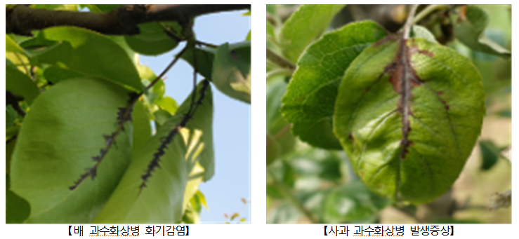 ▲ 과수화상병에 감염된 배 잎과 사과 잎 ⓒ 경기도