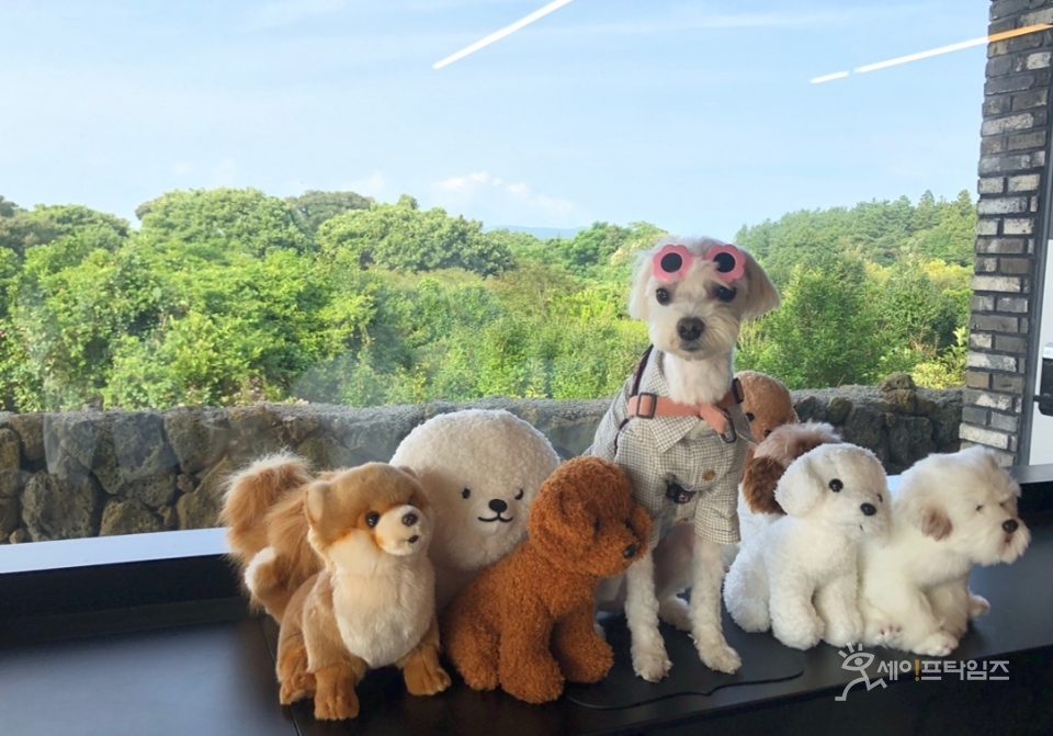 ▲ 반려동물 강아지.  ⓒ 김미영 기자