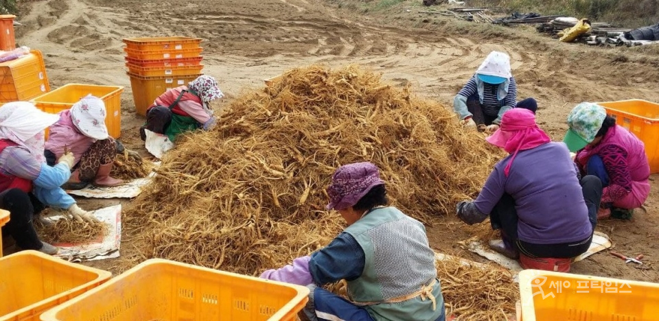 ▲ KGC인삼공사와 계약 재배한 수삼을 농민들이 수확하고 있다. ⓒ 독자 제공