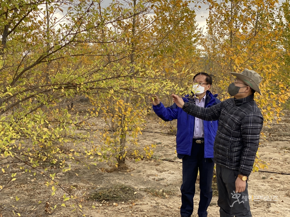 ▲ 최병암 산림청장(오른쪽)이 몽골 룬솜지역 조림성공지와 양묘장을 점검하고 있다. ⓒ 산림청
