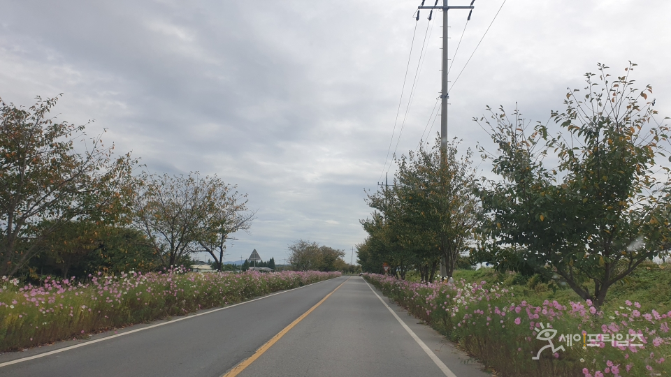 ▲ 흐린 가을하늘 아래 코스모스 향기가 도로를 물들이고 있다. ⓒ 김춘만 기자