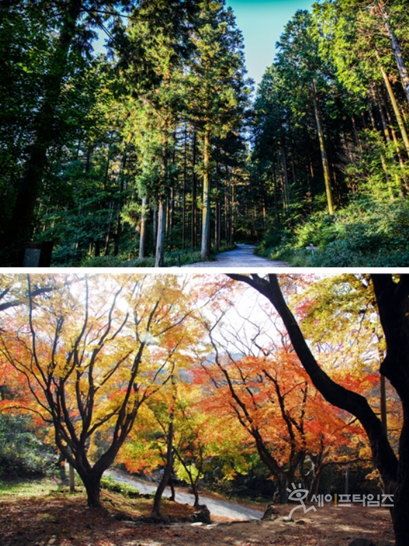 ▲ 고창 문수사 편백나무 숲(위)과 단풍나무 숲. ⓒ 산림청