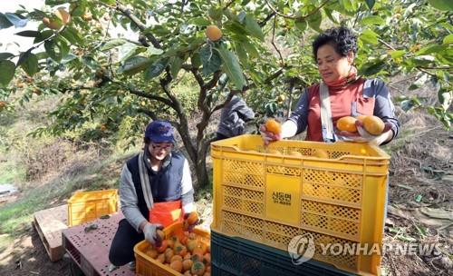 ▲ 농민들이 김해 특산 단감을 수확하고 있다. ⓒ 김해시