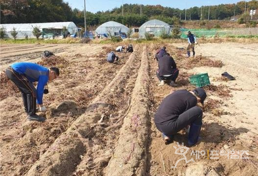 ▲ 대전시 농업기술센터 직원이 가을 수확기에 하기동 고구마 농장을 찾아 일손을 돕고 있다. ⓒ 대전시