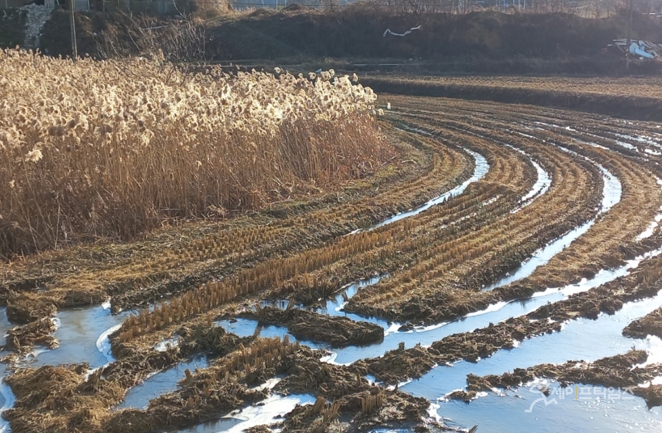 ▲ 추운 날씨에 수확이 끝난 논에 얼음이 얼었다. ⓒ 김미영 기자