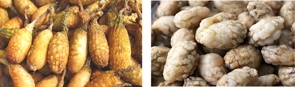 ▲ 해물찜에 많이 사용하는 '미더덕(좌측)'과 '오만둥이(우측)' 사진 ⓒ 식품의약품안전처