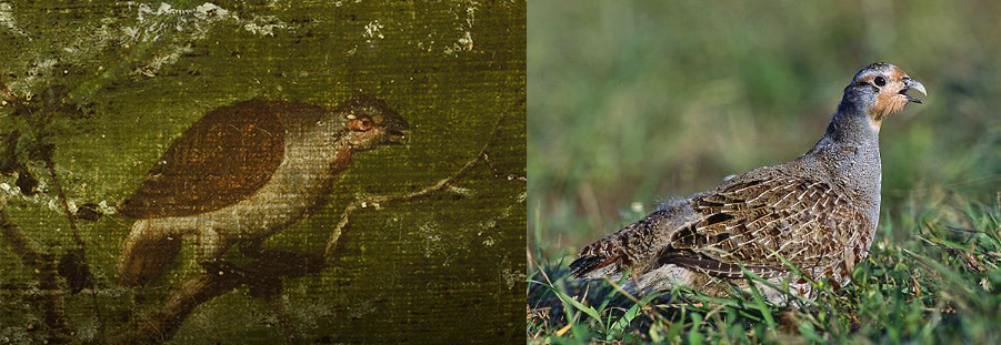 ▲ '추락하는 이카루스가 있는 풍경' 부분(자고새가 나뭇가지에 앉아있다.)(왼쪽), 유럽 자고새 모습 사진