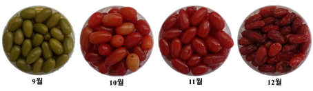 ▲ 수확시기별 산수유 열매의 외관 ⓒ 농촌진흥청