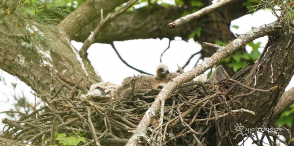 ▲ 경남 남해군 무인도서에서 솔개 둥지와 새끼새가 발견됐다. ⓒ 환경부