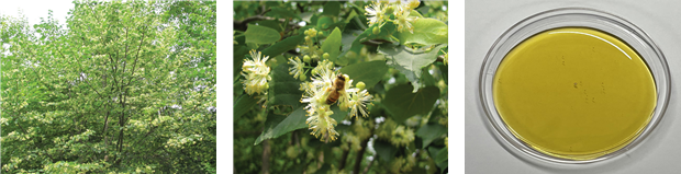 ▲ 피나무 꽃과 꿀 '밀원식물의 세계' ⓒ 국립농업과학원