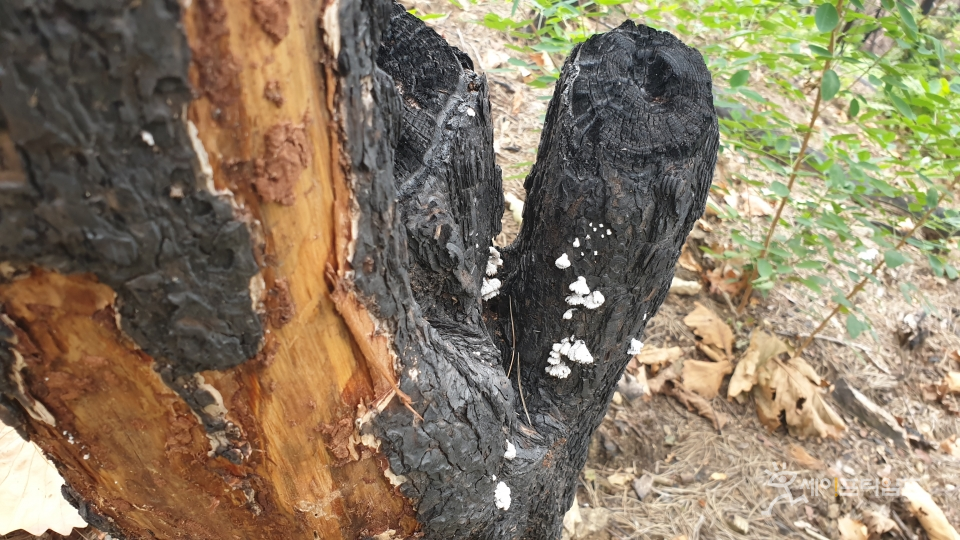 ▲ 불에탄 나무에서 버섯이 힘겹게 자라고 있다. 그래도 숲은 끈질긴 생명력을 잃지 않는다 ⓒ 김춘만 기자