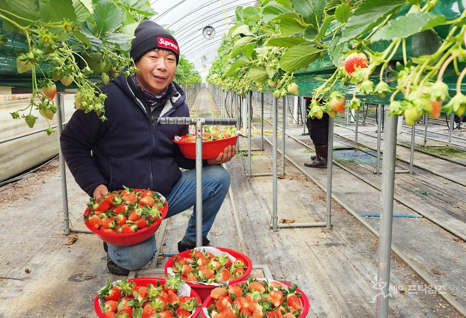 ▲ 겨울철 특화작물 딸기를 김태열씨가 수확하고 있다. ⓒ 진천군