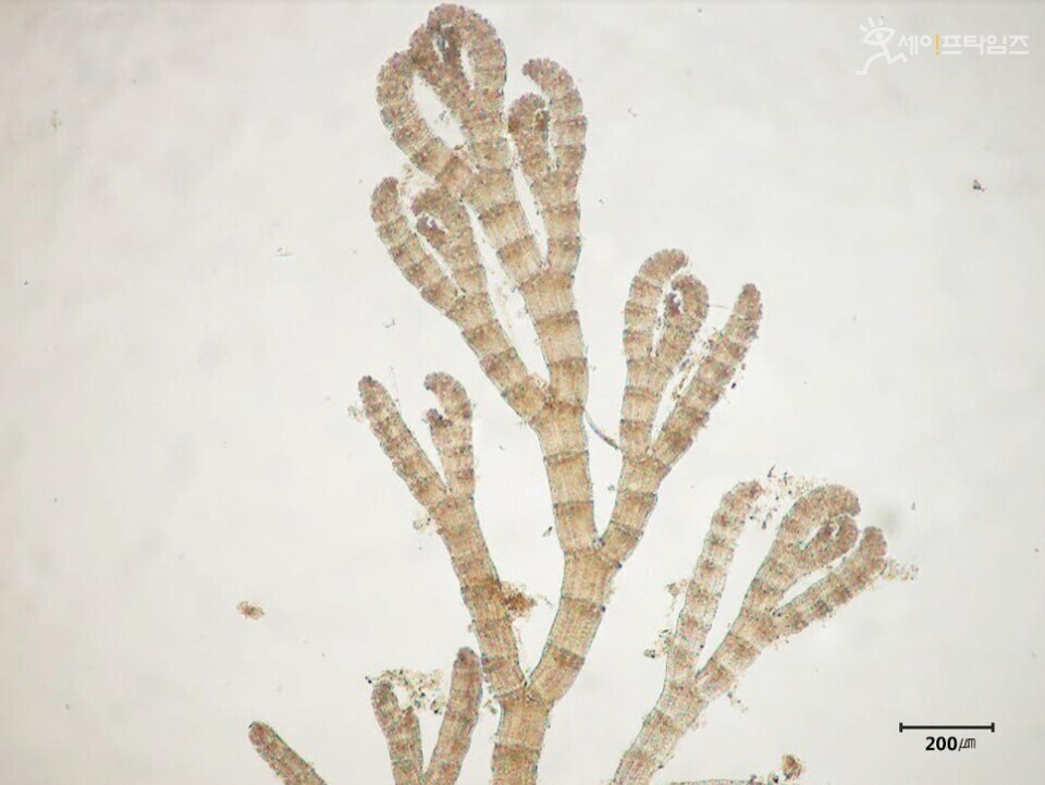 ▲ 국립해양생물자원관이 독도 주변해역 해양생물 다양성 연구 사업을 통해 발굴한 누은가시풀. ⓒ 국립해양생물자원관
