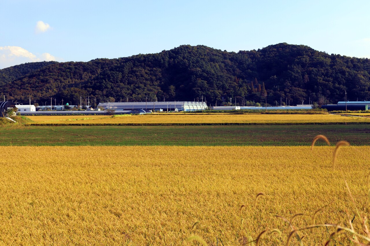 ▲ 농림축산부가 가루쌀 산업 활성화를 위해 올해 25억 규모로 활용제품개발을 지원한다. ⓒ 농림축산식품부