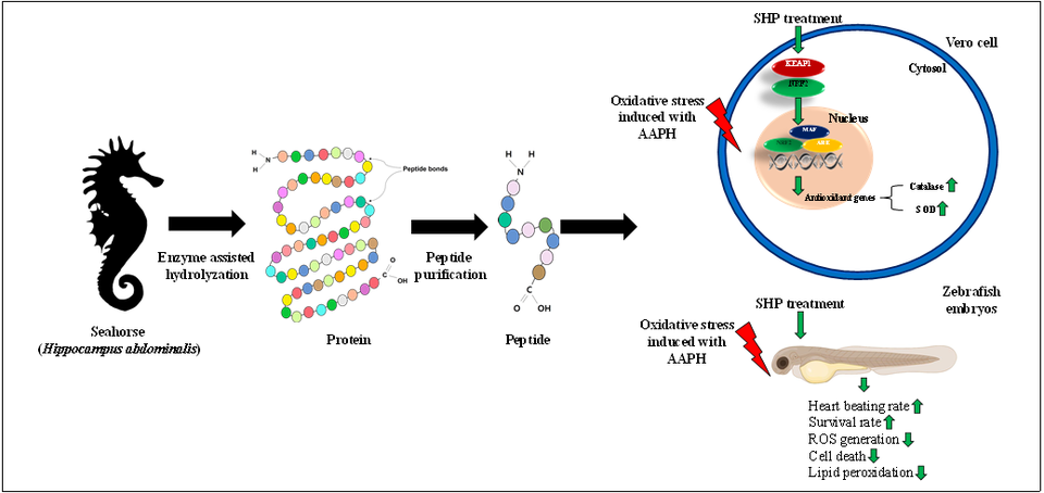 ▲ 양식 해마류 빅벨리해마 유래 펩타이드가 라디칼 소거 효능을 통한 항산화 활성이 있음을 보여주고 있다. ⓒ 국립해양생물자원관