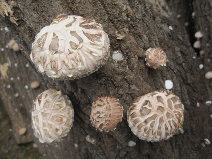 ▲ 산림청이 3월 대표 임산물로 표고버섯을 선정했다. ⓒ 세이프타임즈 DB