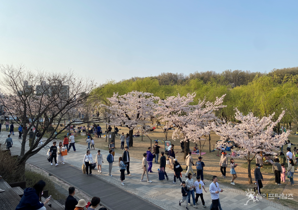▲ 서울 성북구 북서울꿈의숲에서 시민들이 벚꽃놀이를 즐기고 있다. ⓒ 세이프타임즈