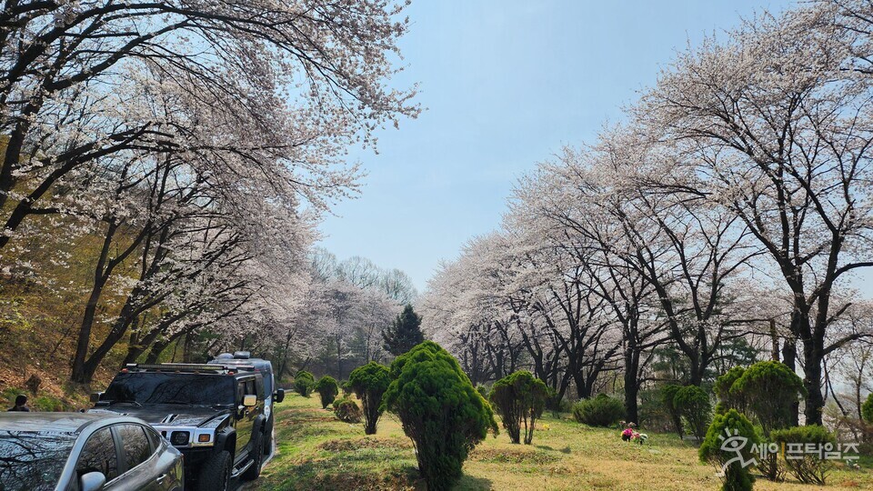 ▲ 안산 꽃빛공원 성묘객들이 먼저간 이의 흔적과 벚꽃의 향취를 함께 나누고 있다. ⓒ 김춘만 기자