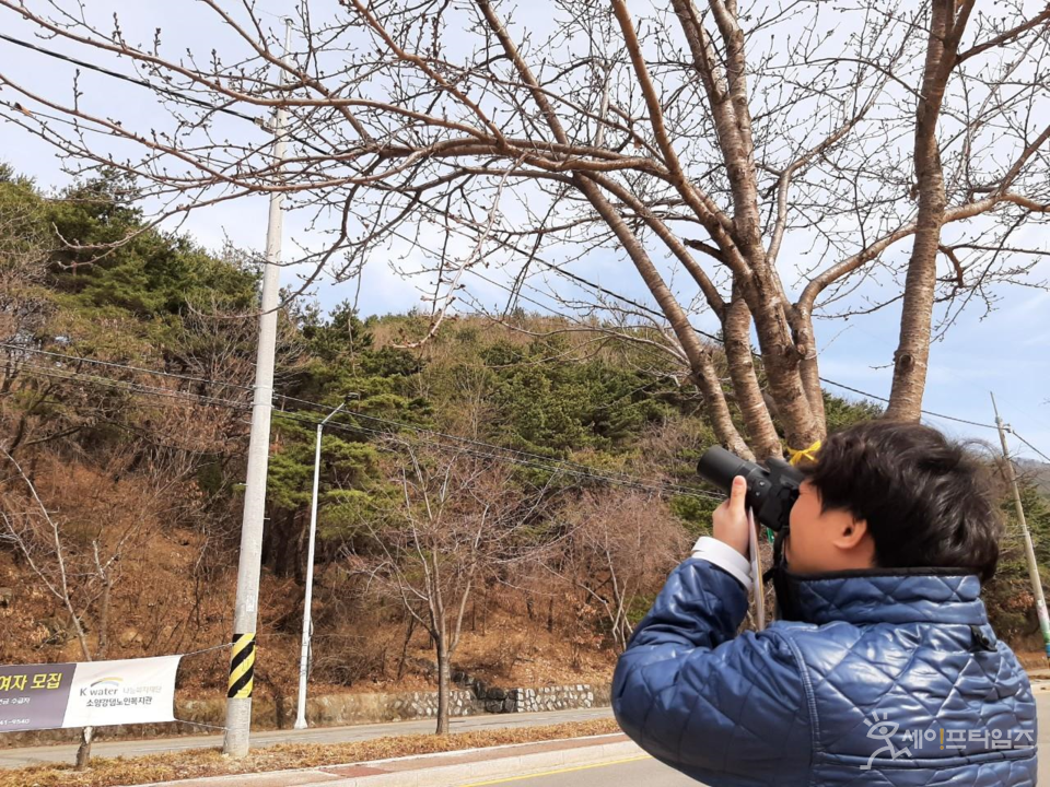 ▲ 한 시민이 개화 전 벚나무를 관찰하고 있다. ⓒ 강원도