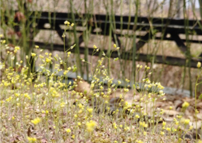 ▲ LG상록재단이 운영하는 경기 광주시 도척면 화담숲. ⓒ 화담숲 홈페이지