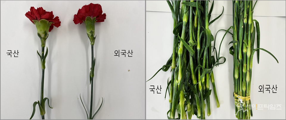▲ 국내산·외국산 카네이션의 꽃받침(왼쪽)과 꽃줄기 모양 비교. ⓒ 농식품부