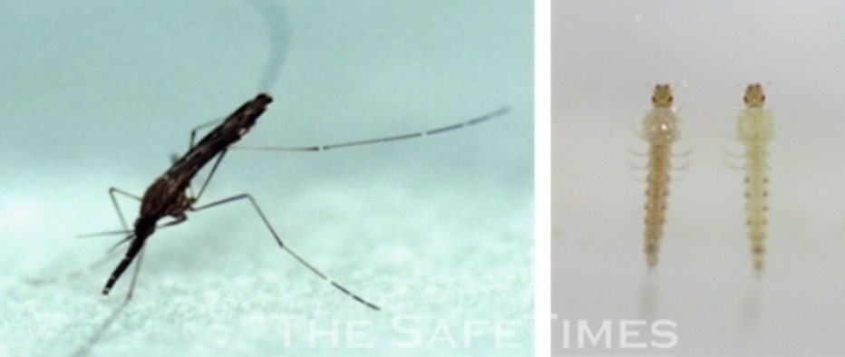 ▲ 중국얼룩날개모기 암컷 성충(왼쪽)과 유충. ⓒ 세이프타임즈 DB