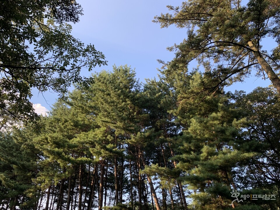 ▲ 네이버 앱에서 광릉수목원 예약이 가능해진다. ⓒ 세이프타임즈